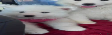 BABY Snow
