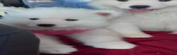 Samoyed dogs for sale: BABY Snow - Ad 1