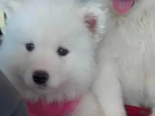 Samoyed dogs BABY Snow - Ad 27
