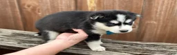 Pomsky dogs for sale: Hemlock - Ad 4