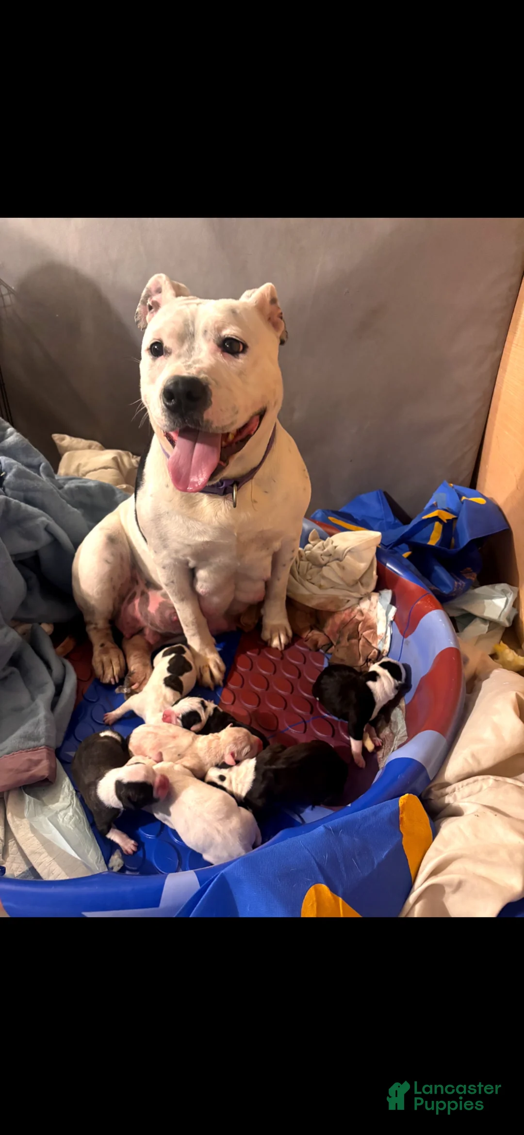 Mixed Breed dogs for sale: Mixed Breed Puppy 1 - Ad 2