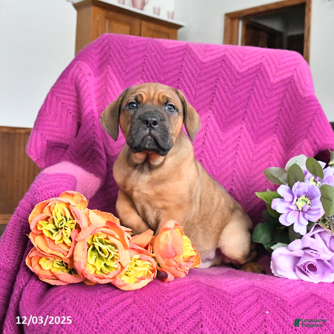 Cane Corso dogs for sale: Max - Ad 4