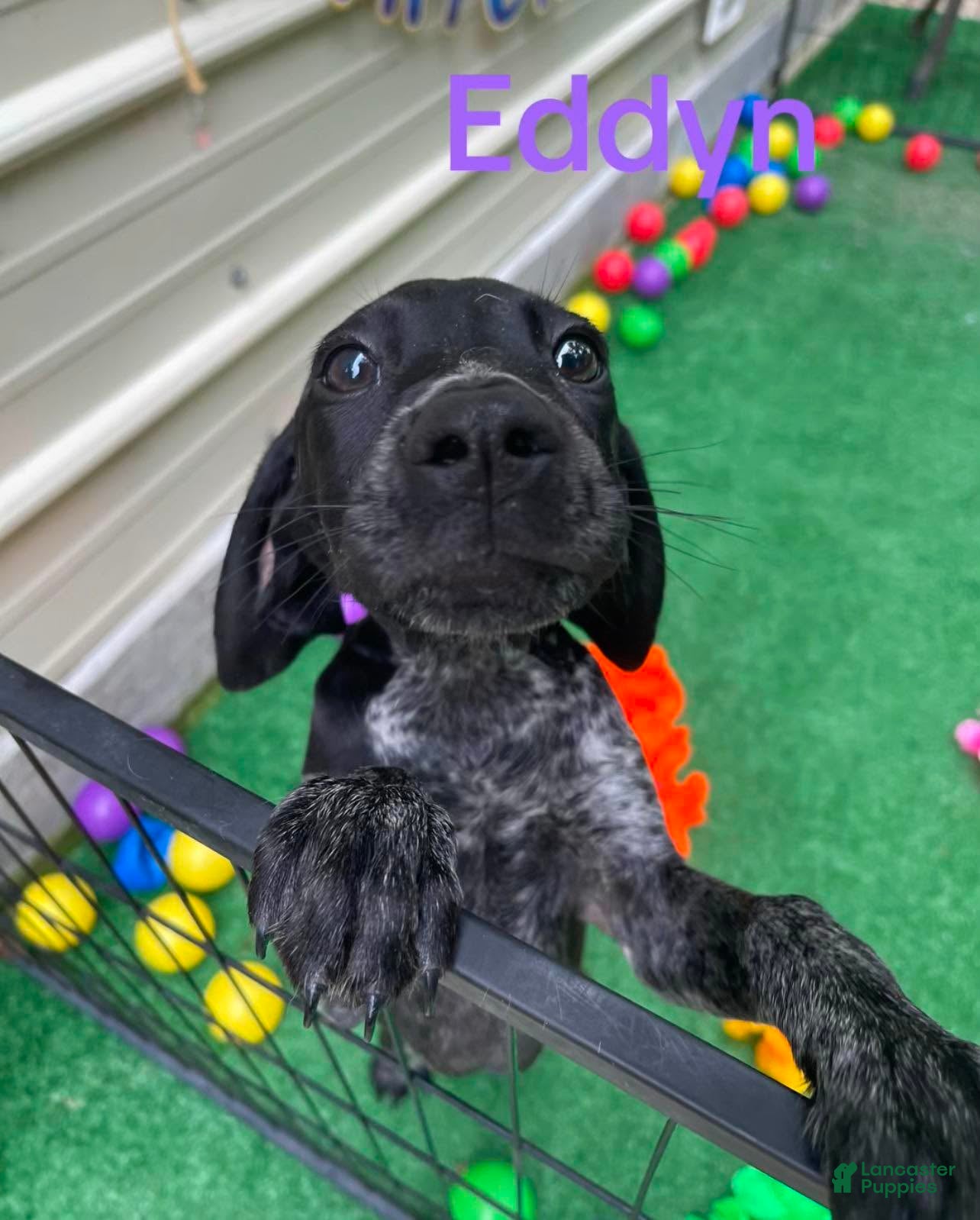 Eddyn (German Shorthaired Pointer, Female) in Manning, SC