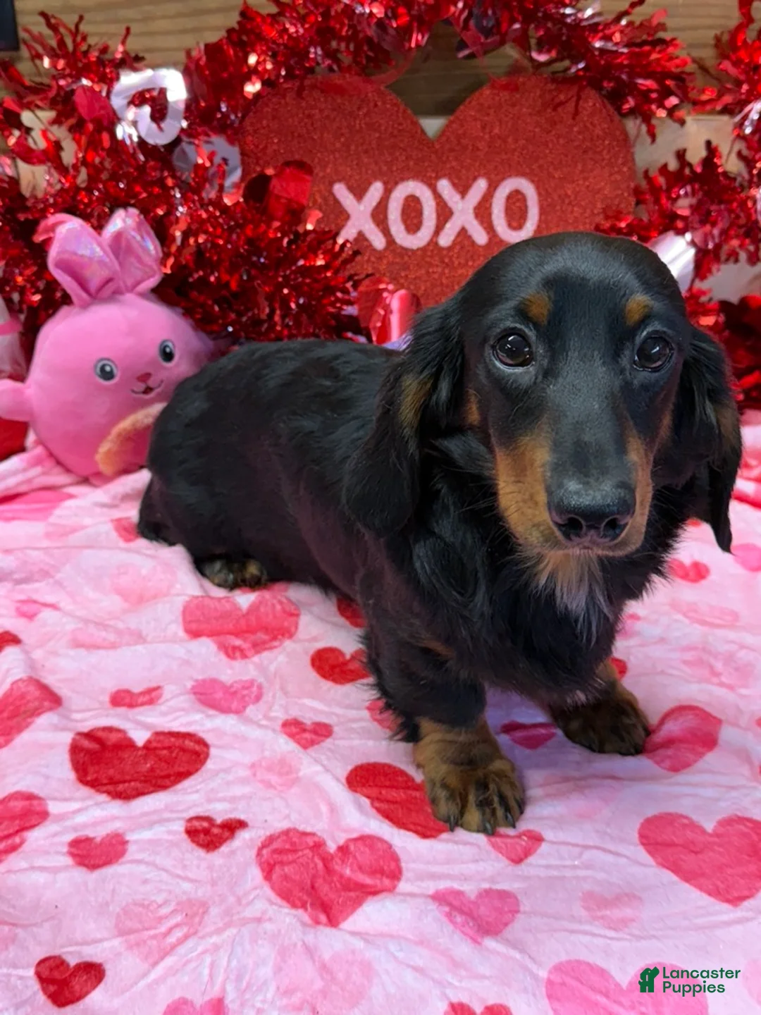 Miniature Dachshund dogs for sale: Remington - Ad 2