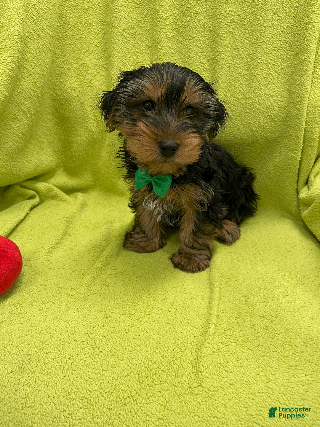 Yorkshire Terrier dogs for sale: Pluto - Ad 3
