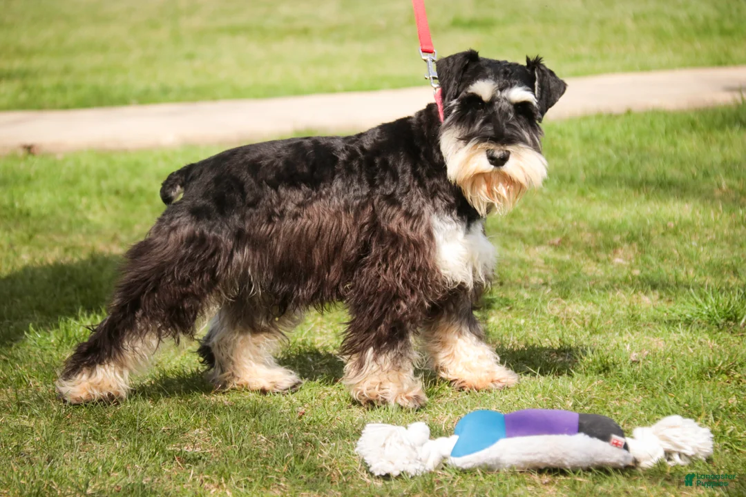 Miniature Schnauzer dogs for sale: Antonio - Ad 1