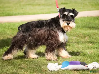 Miniature Schnauzer dogs for sale: Antonio - Ad 3