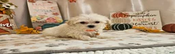 Maltipoo dogs for sale: Carson - Ad 10