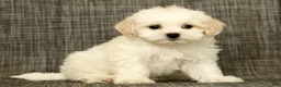 Maltese dogs for sale: Betsy - Ad 7