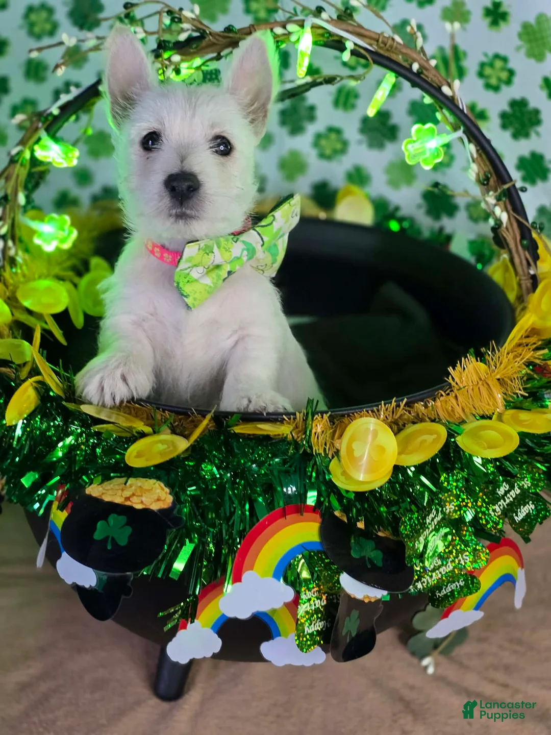 Scottish Terrier dogs for sale: Scottish Terrier Puppy 5 - Ad 1