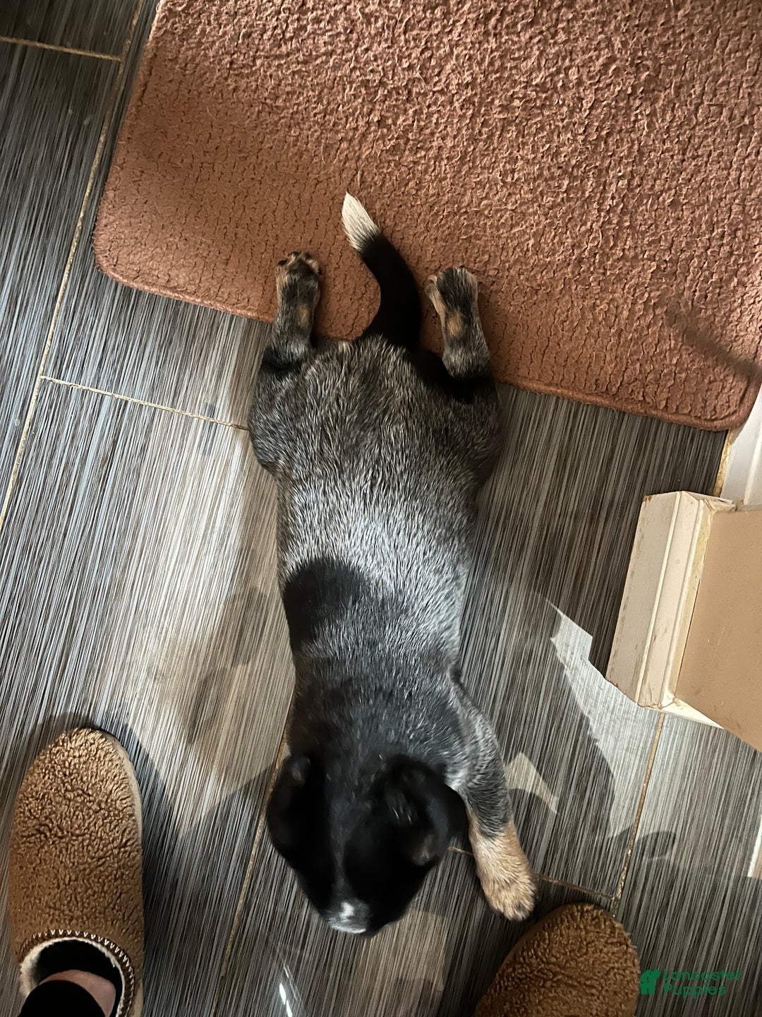 Australian Cattle Dog dogs for sale: Australian Cattle Dog Puppy 1 - Ad 9