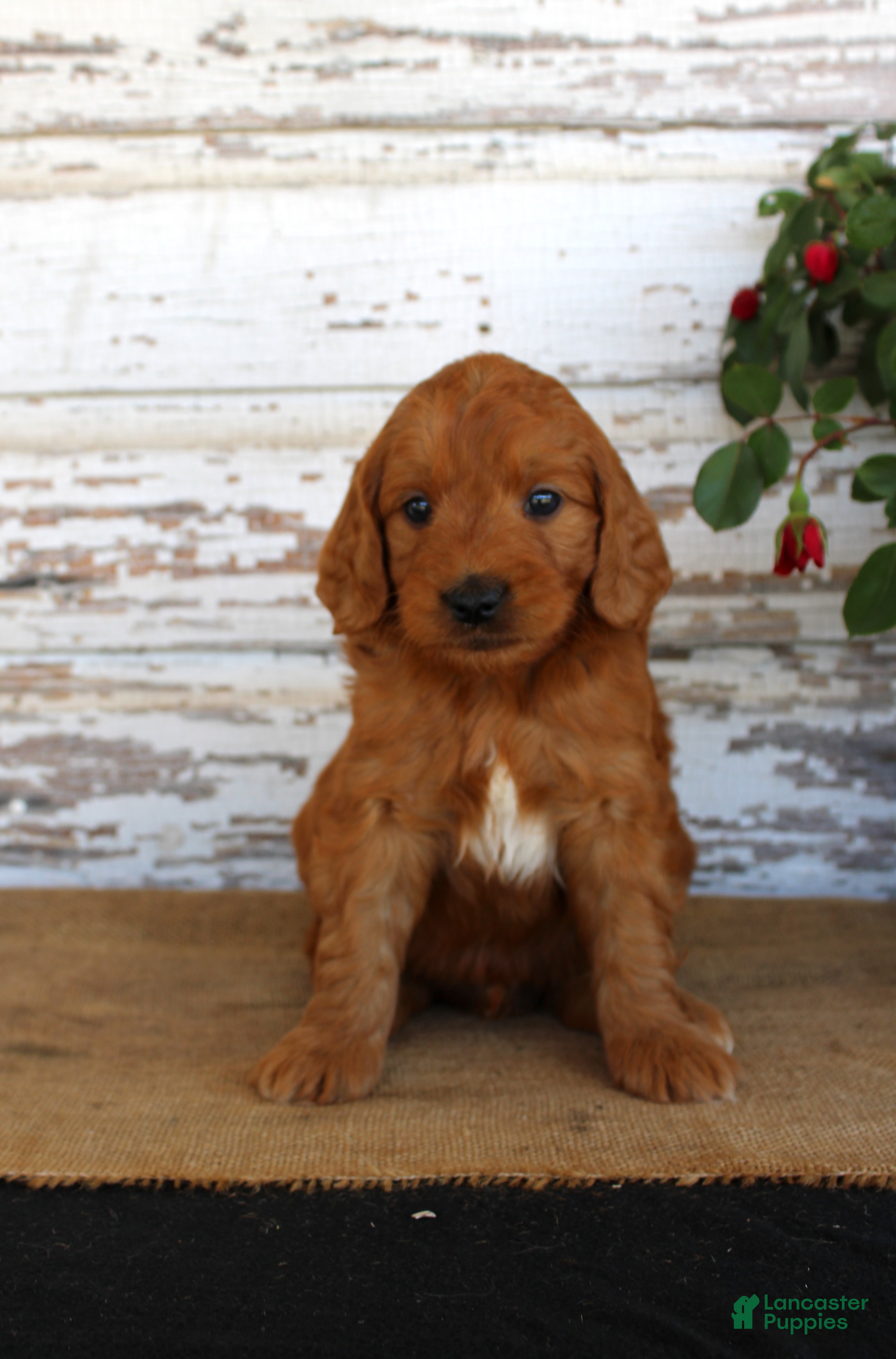 Mini Goldendoodle dogs Jumper - Ad 19