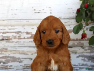 Mini Goldendoodle dogs Jumper - Ad 19