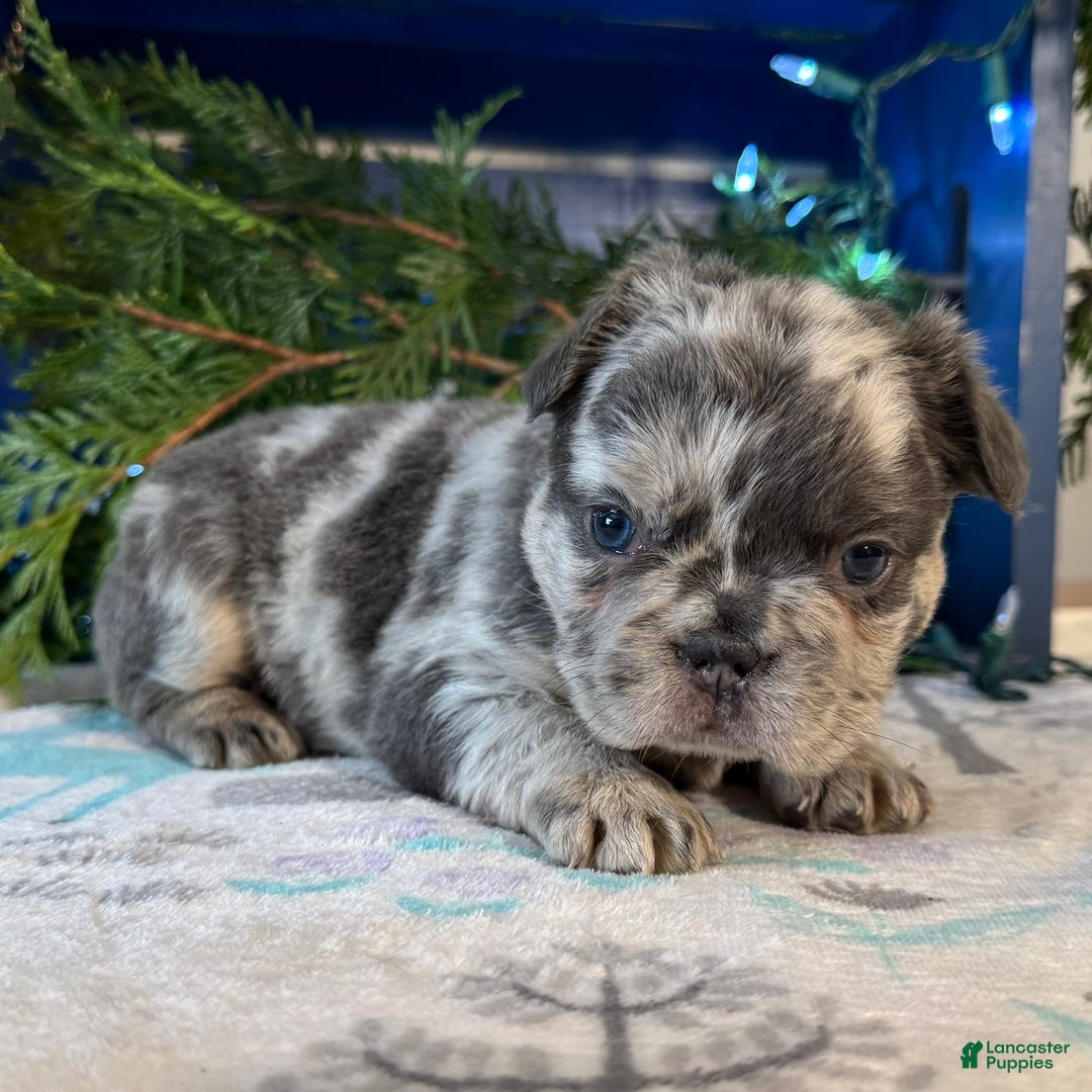 French Bulldog dogs for sale: Delilah - Ad 3