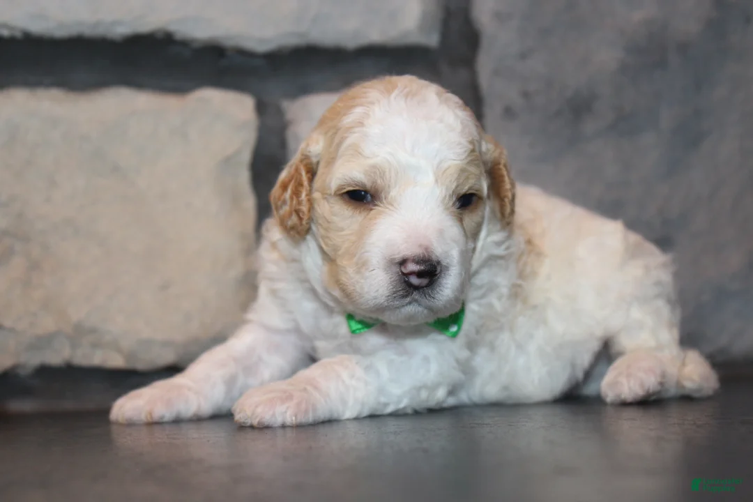 Mini Goldendoodle dogs for sale: Mini Ziggy - Ad 2