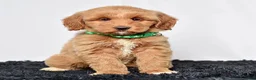 Mini Goldendoodle dogs for sale: Ms. Mona - Ad 3