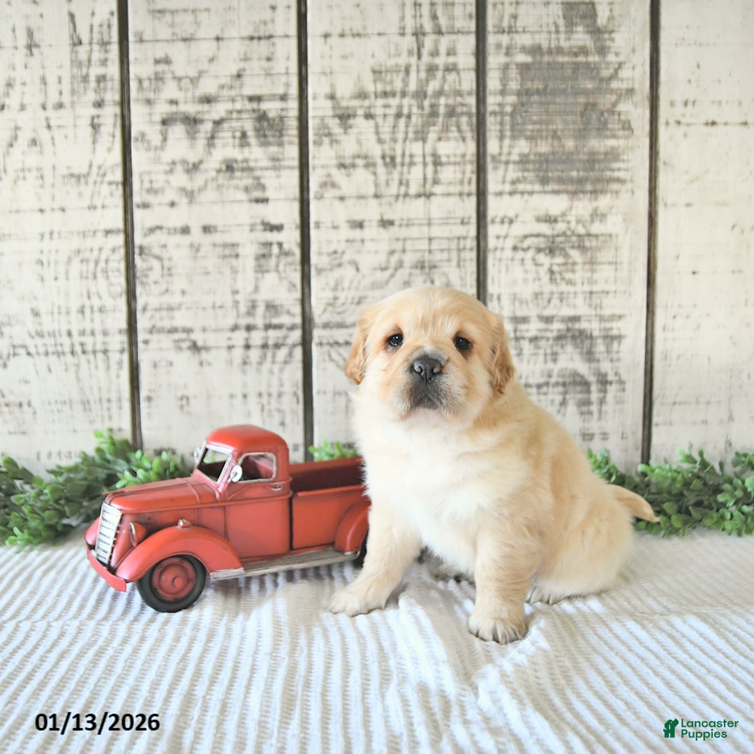 Mini Hippo dogs for sale: Dolly - Ad 4