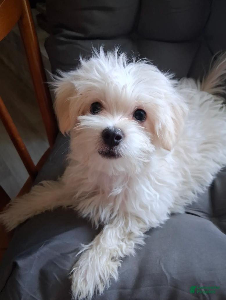 Maltese dogs Silas - Ad 2