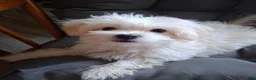 Maltese dogs for sale: Silas - Ad 2