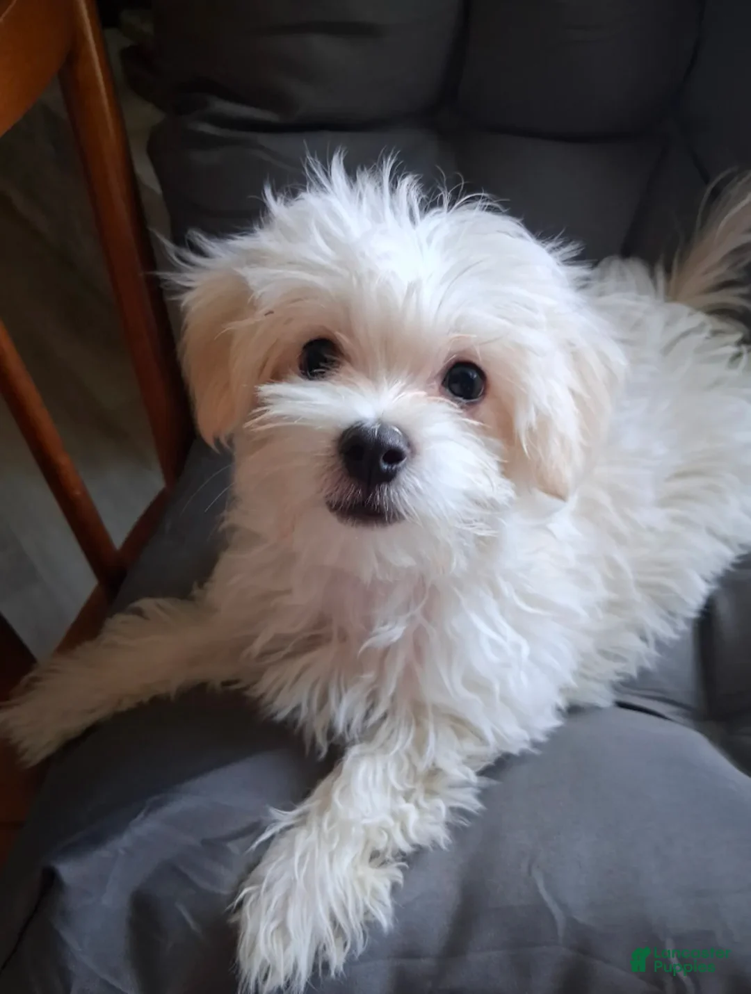 Maltese dogs for sale: Silas - Ad 2