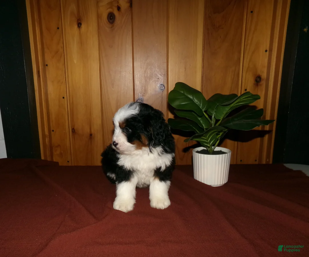 Mini Bernedoodle dogs for sale: Avery - Ad 9