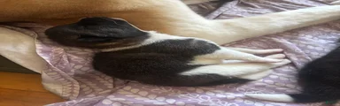 Akita 4