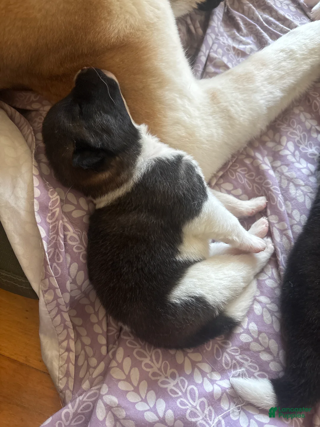 Akita dogs for sale: Akita 4 - Ad 1