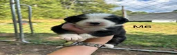 Mixed Breed dogs for sale: Mixed Breed 6 - Ad 1