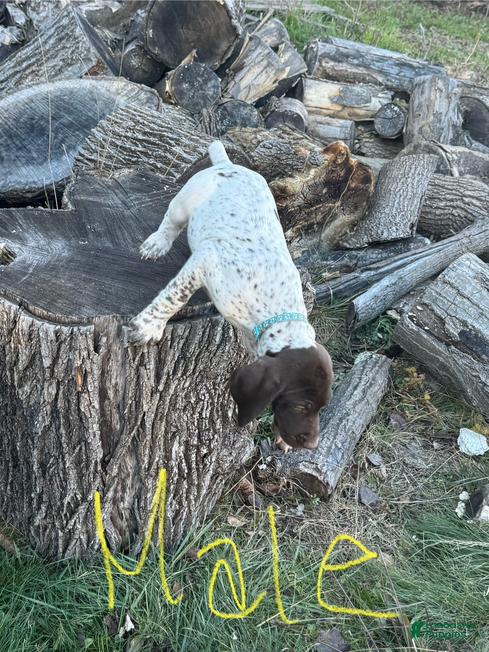 German Shorthaired Pointer dogs German Shorthaired Pointer Puppy 3 - Ad 13