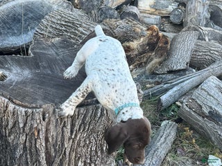 German Shorthaired Pointer dogs German Shorthaired Pointer Puppy 3 - Ad 39