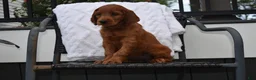 Irish Setter dogs for sale: Annie - Ad 5