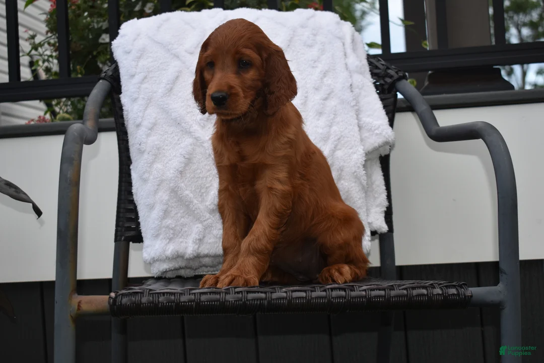 Irish Setter dogs for sale: Annie - Ad 5
