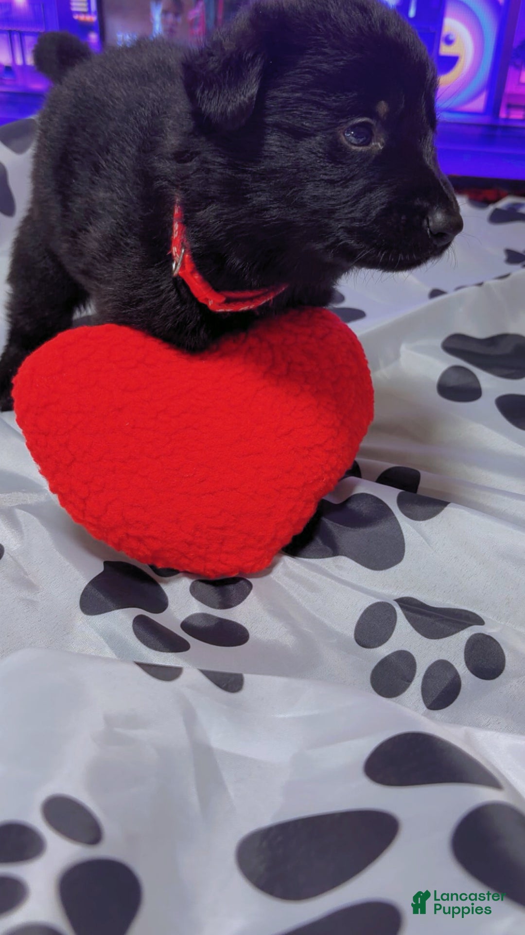 German Shepherd dogs for sale: Blaze - Ad 4