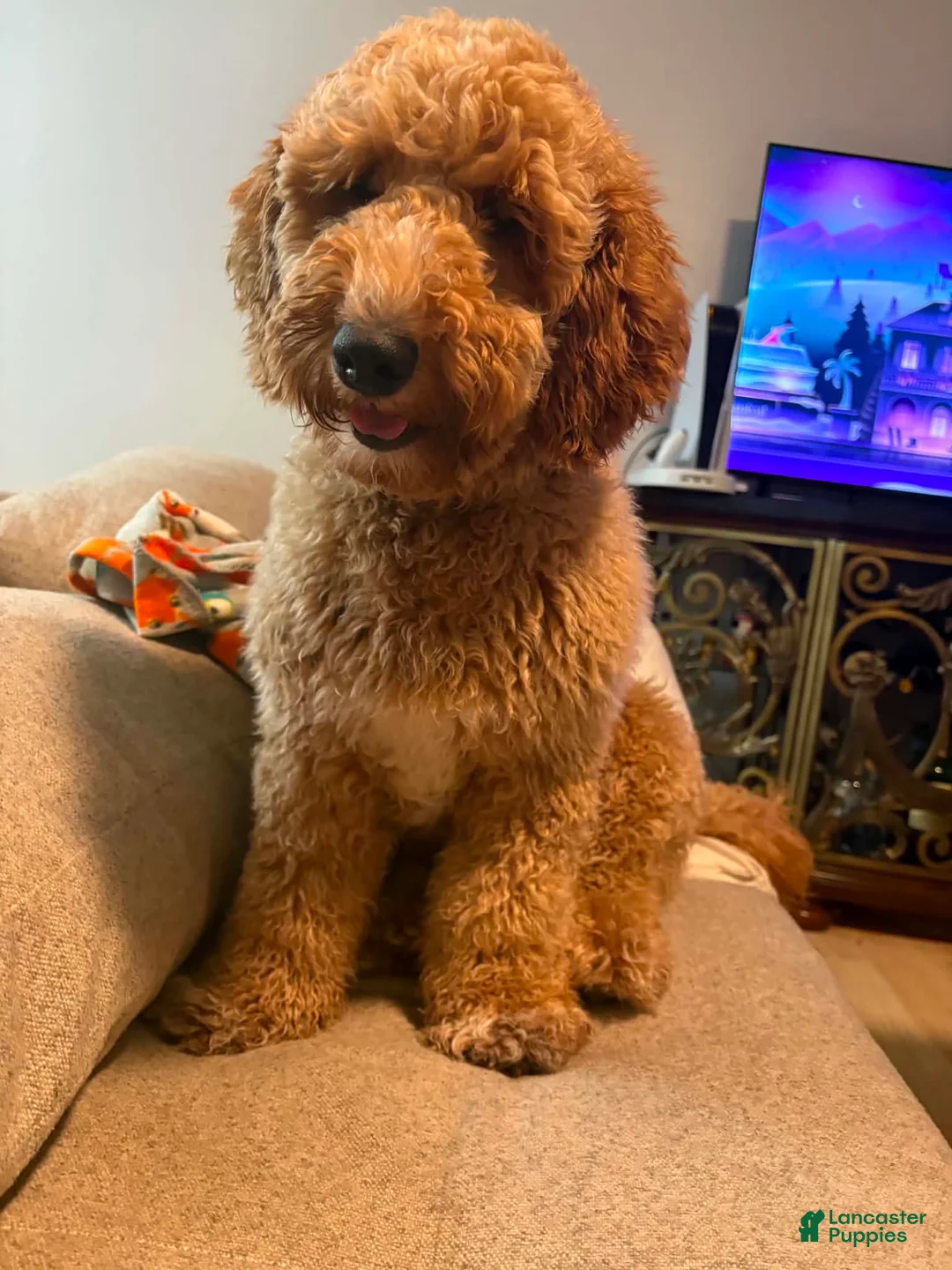 Mini Goldendoodle dogs for sale: Nala - Ad 3