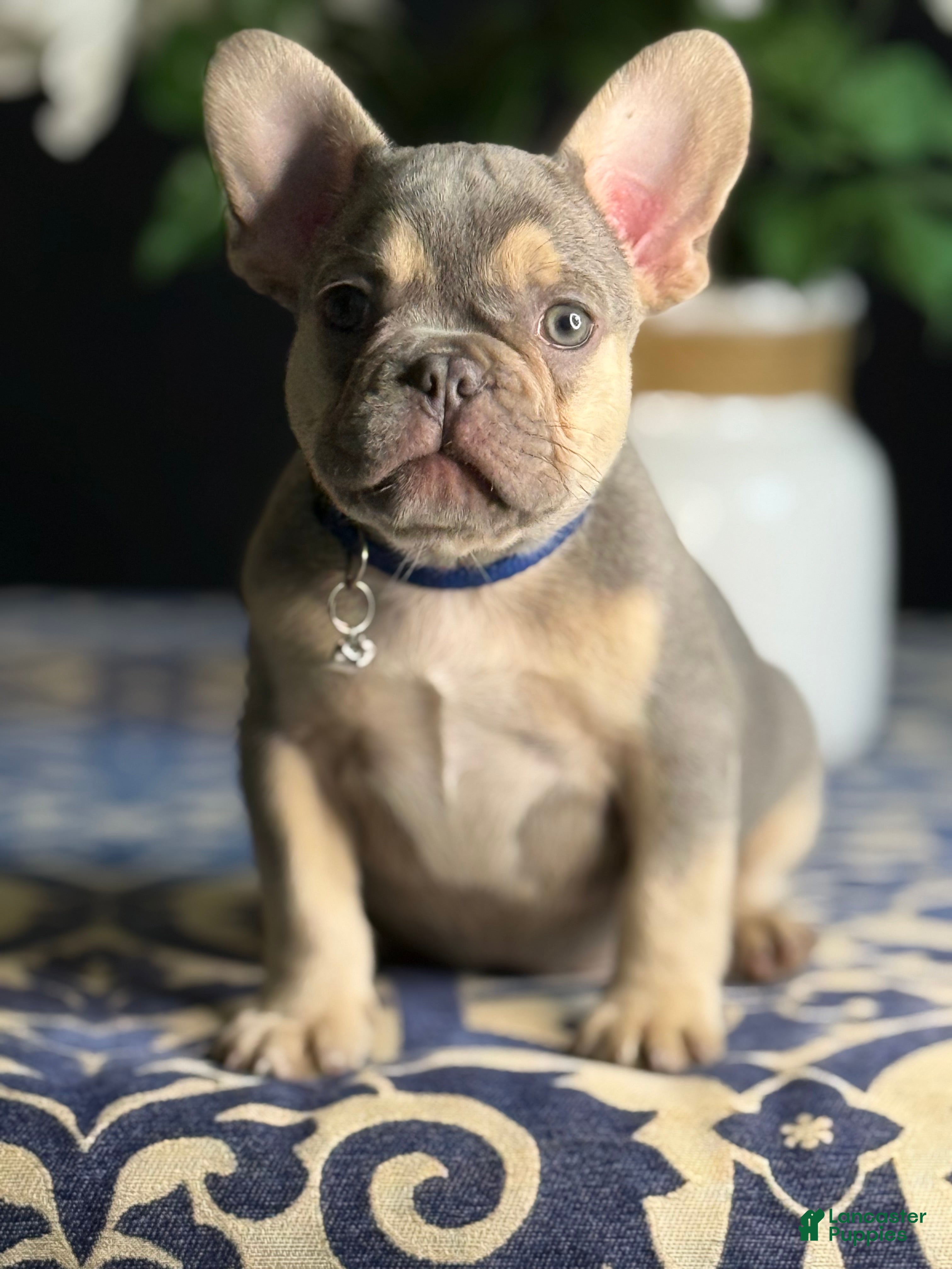 French Bulldog dogs Growleth  - Ad 42