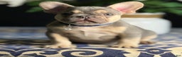 French Bulldog dogs for sale: Growleth  - Ad 3