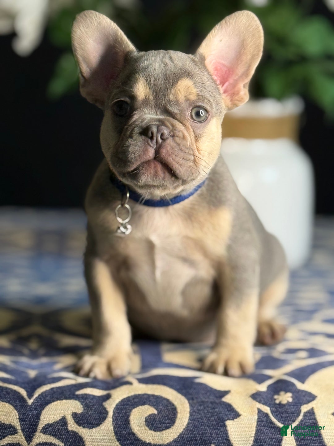 French Bulldog dogs for sale: Growleth  - Ad 3