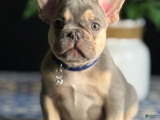 French Bulldog dogs - Ad 19
