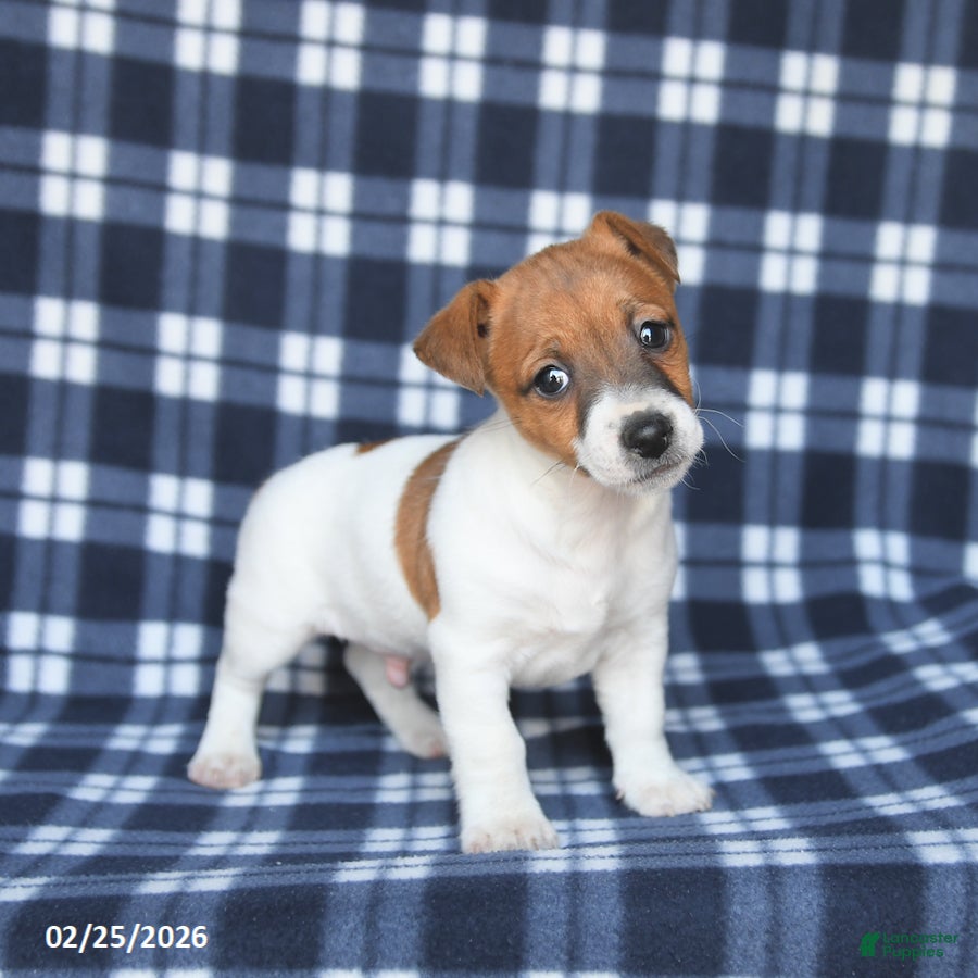 Jack Russell Terrier dogs Max - Ad 2