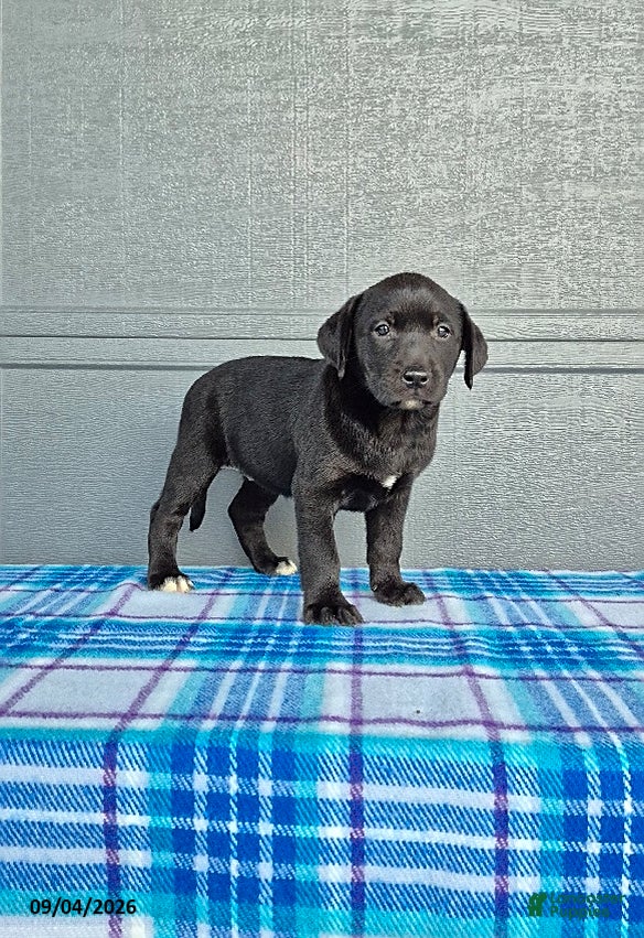 Labrador Retriever dogs Ellie - Ad 2
