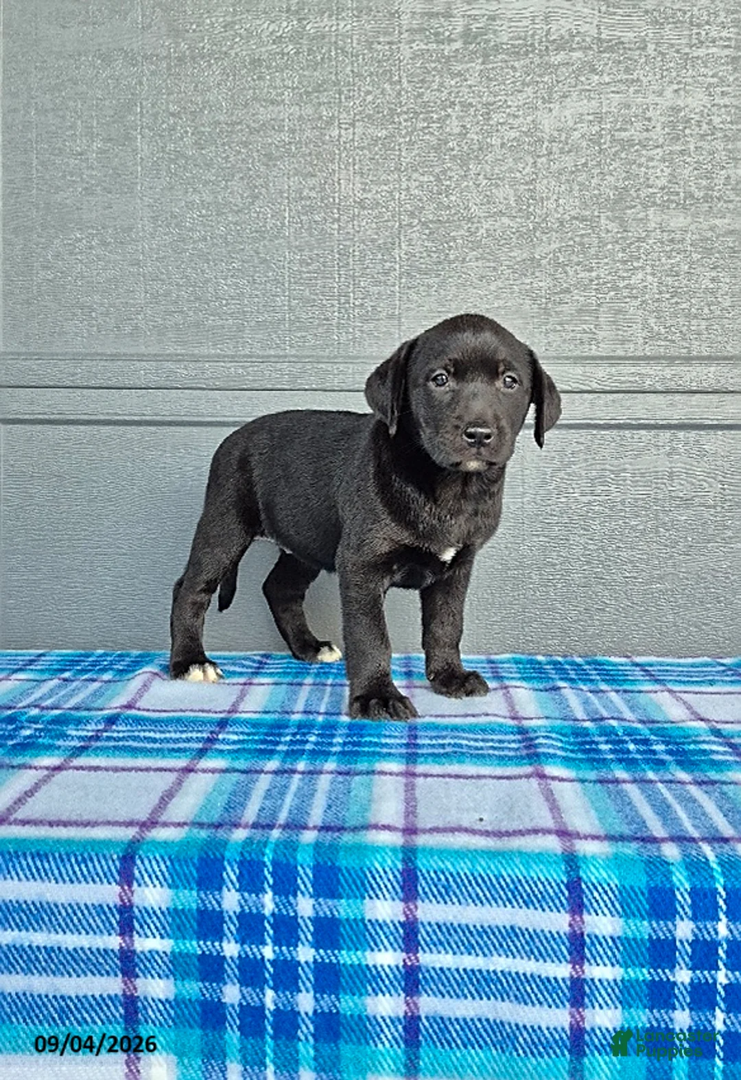 Labrador Retriever dogs for sale: Ellie - Ad 2