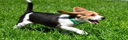 Beagle dogs for sale: Betty - Ad 8