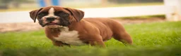 Boxer dogs for sale: Luna - Ad 5