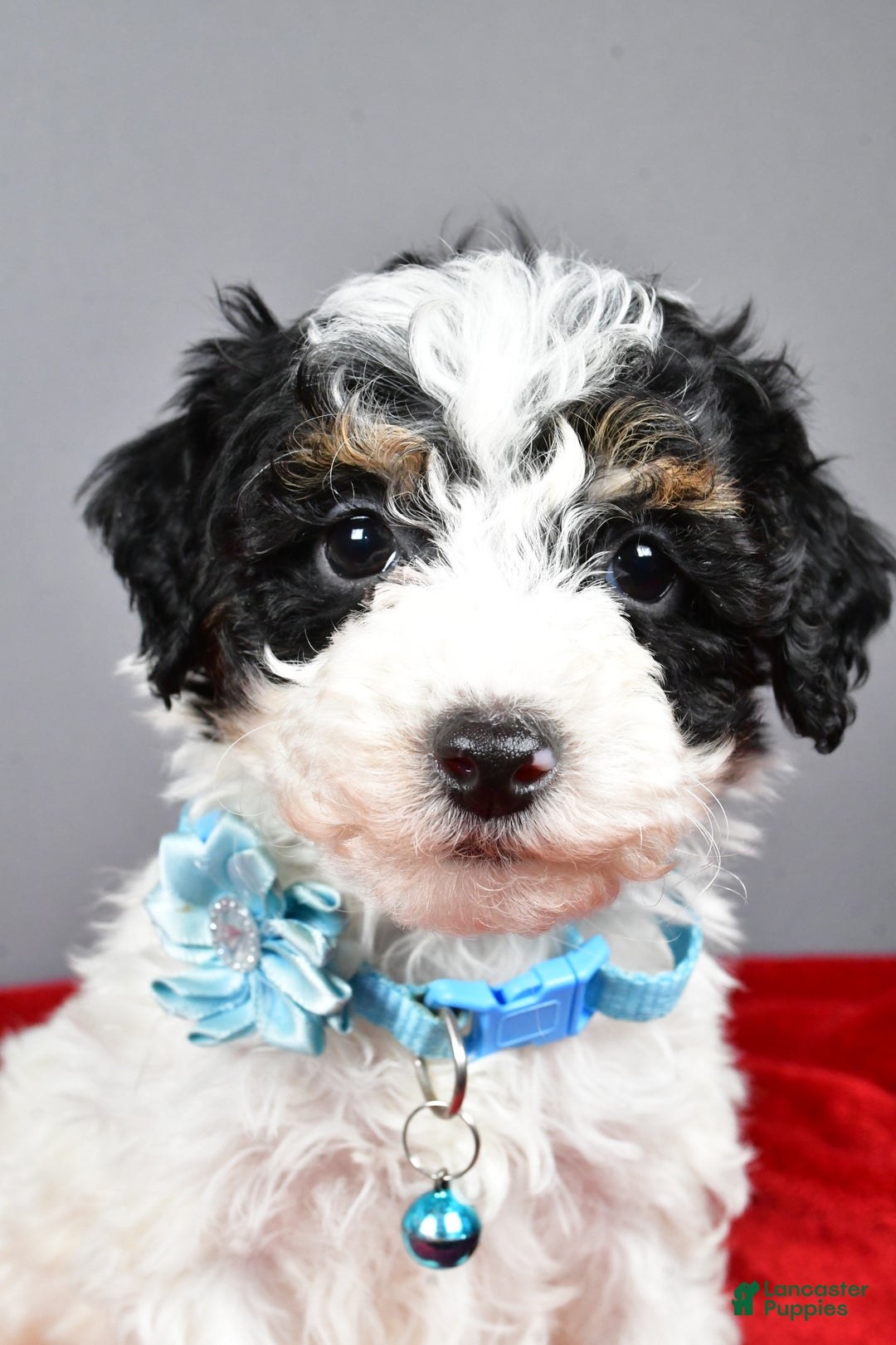 Miniature Poodle dogs for sale: Abby - Ad 8