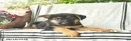 German Shepherd dogs for sale: Gizmo - Ad 5