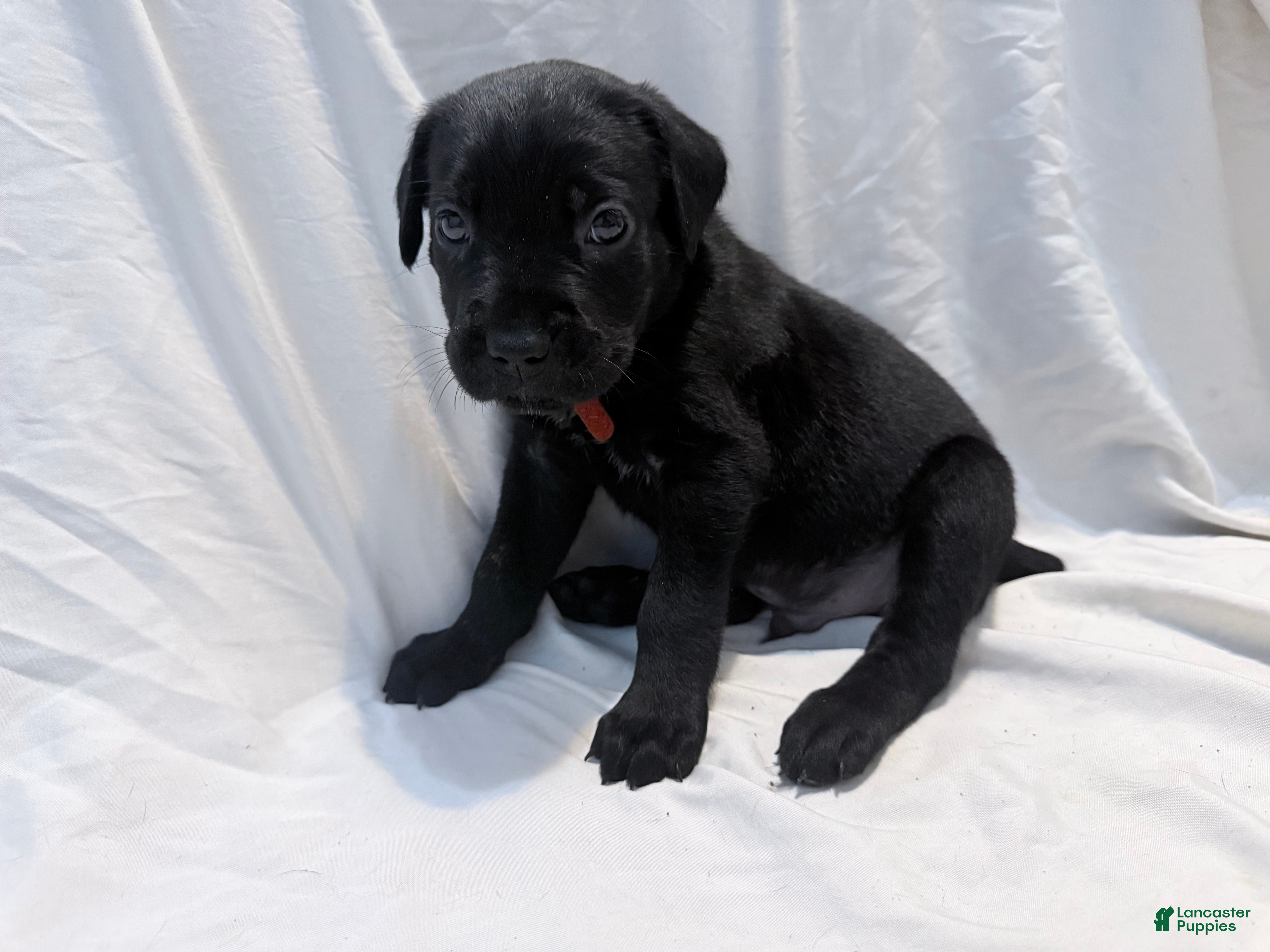 Cane Corso dogs Cain AKC red collar - Ad 5