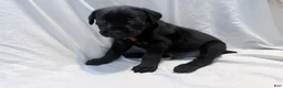 Cane Corso dogs for sale: Cain AKC red collar - Ad 12