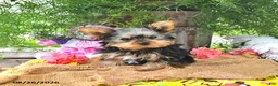 Yorkshire Terrier dogs for sale: Tessy - Ad 5