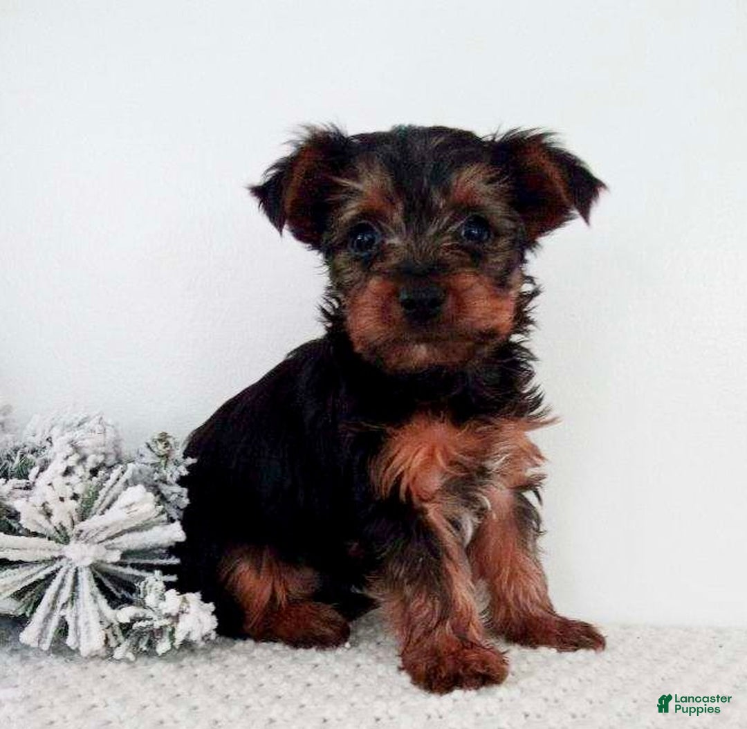Yorkshire Terrier dogs for sale: Jessie - Ad 6