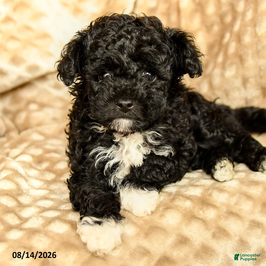 Toy Poodle dogs for sale: Coffee - Ad 5